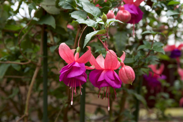 istock Fascinating fuchsia in garden 879112136