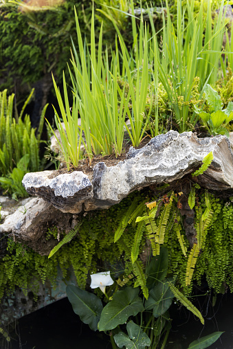 Ornamental plant in Park Guell, Barcelona, Spain.