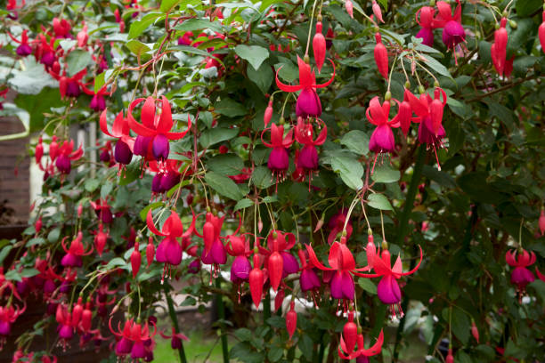 istock Fascinating fuchsia in garden 879113172