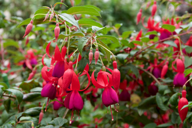 istock Fascinating fuchsia in garden 879113232