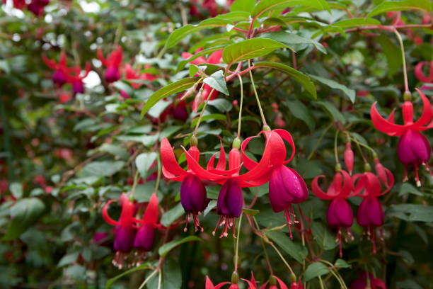 istock Fascinating fuchsia in garden 879113664