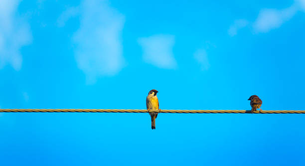 istock Two bird on electric cable on sky blue or azure sky and cloud 879116304