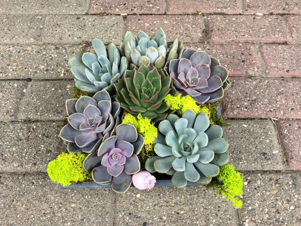 istock Succulent plant flower 879116318