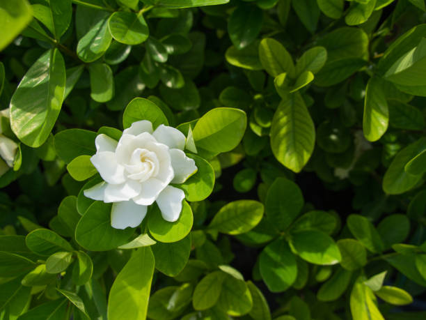 die großen gardenia-blume - gardenie stock-fotos und bilder