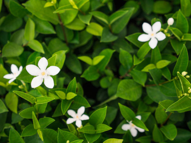 istock Gardenia Flower Blooming 879116386
