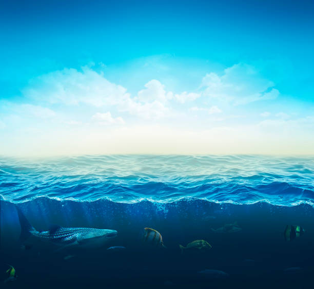 istock cross section water, ocean slice, fishes under water. 3d illustration 879120370