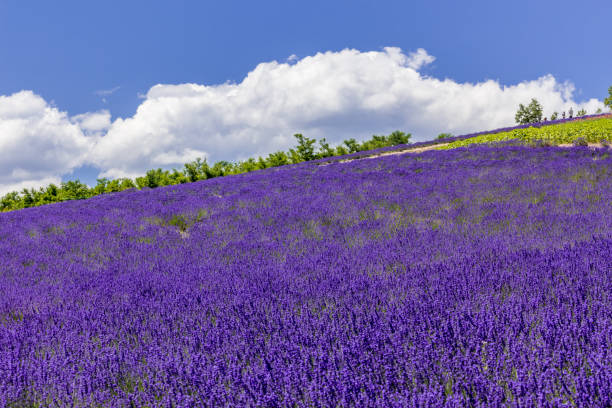 Hokkaido in Summer Lavender field at Furano in Hokkaido, Japan
 furano basin stock pictures, royalty-free photos & images