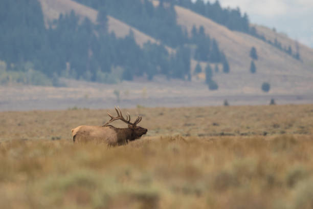 istock Bull Elk in the Fall Rut 879124976