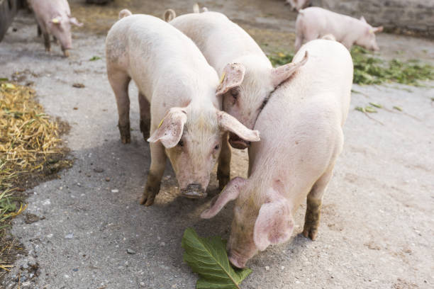 istock Group of pigs eating 879126712