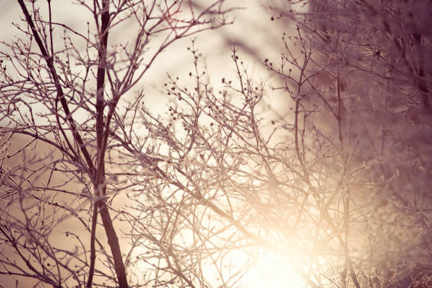 istock winter sunset illuminates the frozen trees 879130740