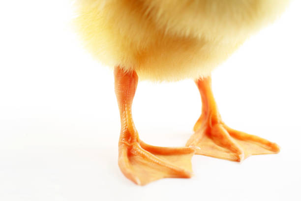 Photo of Cute yellow duck foots