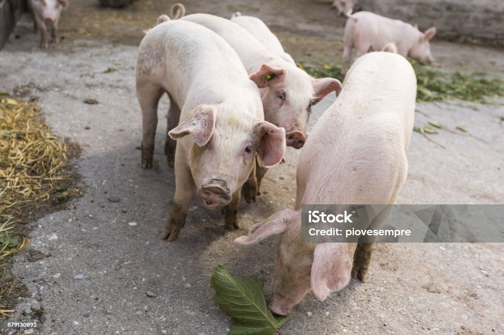 Pigs Eating Insects Group Of Pigs Eating Stock Photo - Download Image Now - Agriculture ...