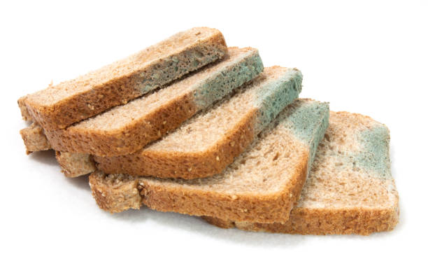 Moldy Bread - fotografia de stock