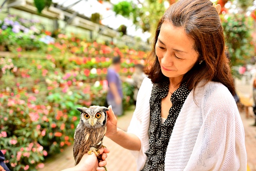 Japanese woman is holding a horned owl (eared owl) on her forearm at Fuji Kacho-en (Flowers & Birds) Garden Park, Fujinomiya City, Shizuoka Prefecture.