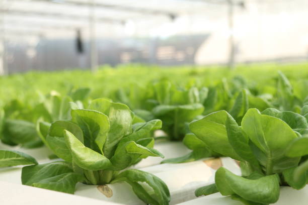 istock Hydroponic vegetables growing in greenhouse 879134732