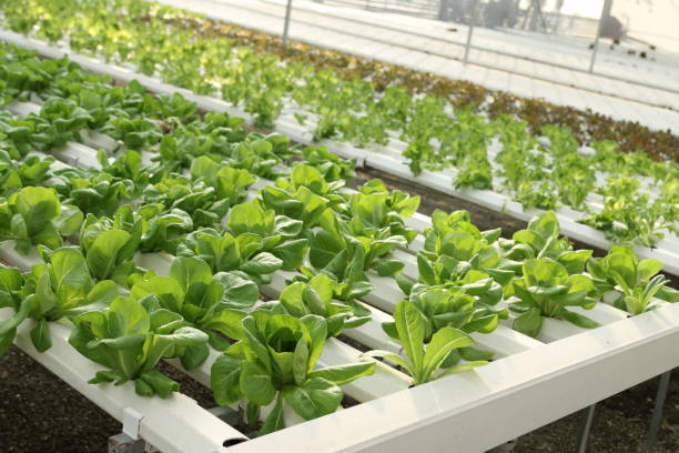 istock Hydroponic vegetables growing in greenhouse 879136990
