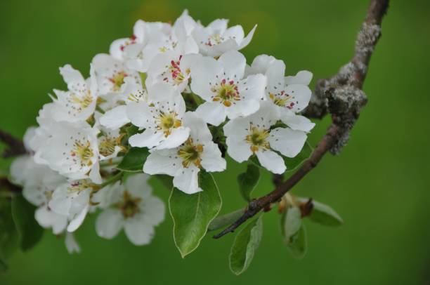 istock Spring blossom: branch of a blossoming apple tree on garden background 879137408