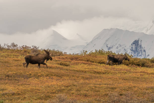 Bull and Cow Alaska Moose a bull and cow Alaska moose in Denali National park alces alces gigas stock pictures, royalty-free photos & images