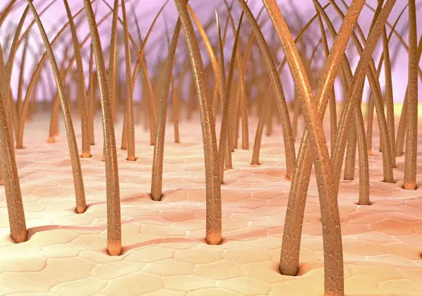 3d illustration of human brittle hair