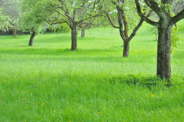 istock Spring blossom: branch of a blossoming apple tree on garden background 879138128