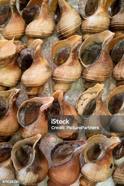 Fresh Top Shell Fresh Whelk Shells Full Frame Stock Photo - Download Image Now - Animal ...