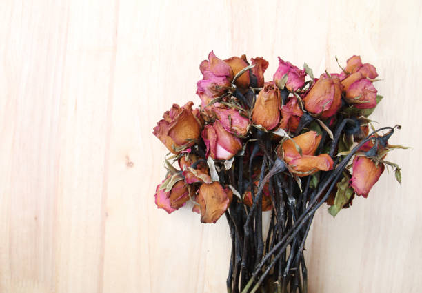 Dead white roses in a blue vase.
