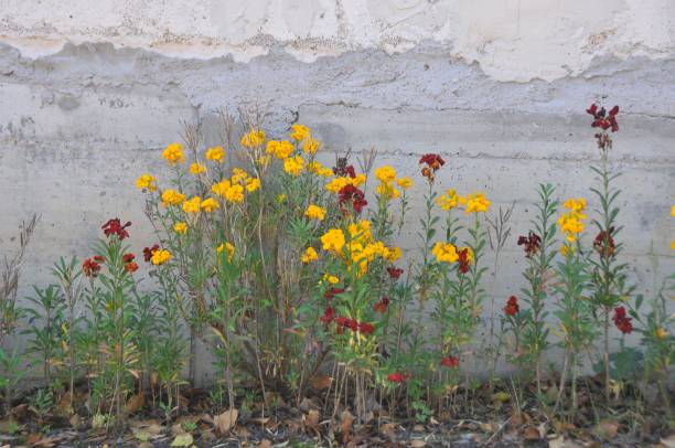 istock French marigold flowers against a gray wall 879145630