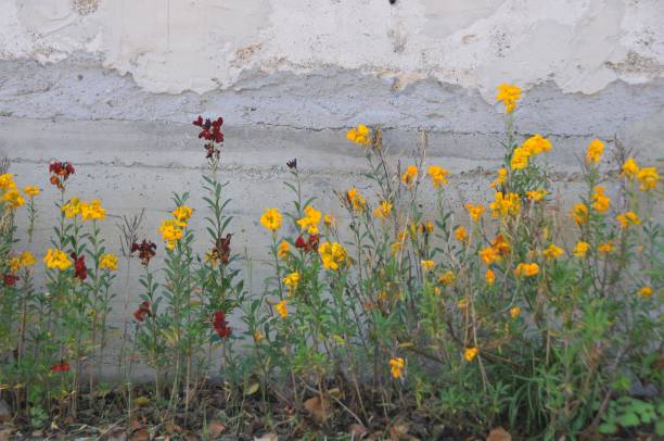 istock French marigold flowers against a gray wall 879145632