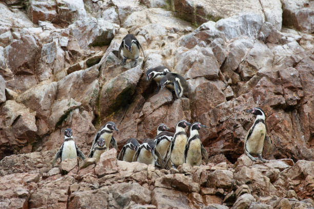 istock Humboldt Penguins in Peru 879146546
