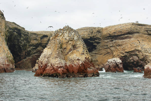 istock Ballestas islands in Peru 879150460