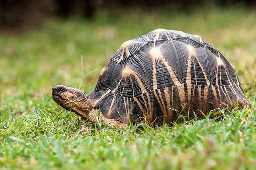 The Radiated tortoise (Astrochelys radiata), endemic of southern Madagascar