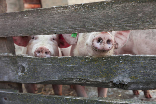 tame pig looks out of the barn
