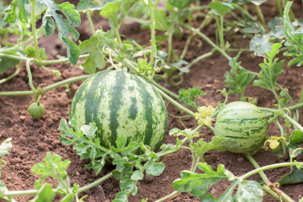 istock Watermelon in a garden 879166916