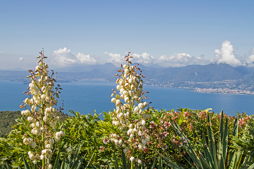 Overlooking the southern Gardasee- in the foreground a thriving candles Yucca