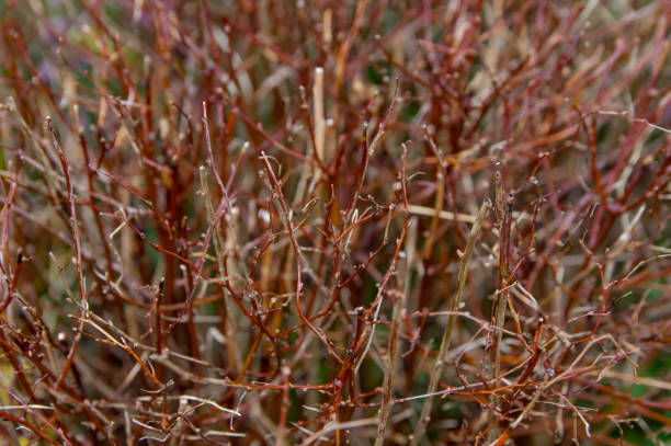 istock Many branches of bushes close-up without leaves, blurred background. 879167598