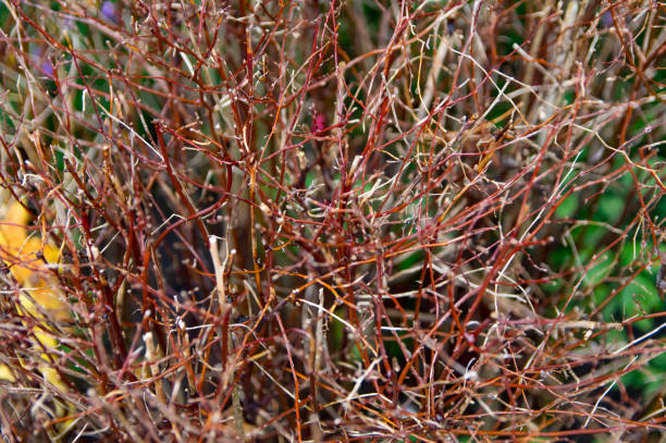 istock Many branches of bushes close-up without leaves. 879171982