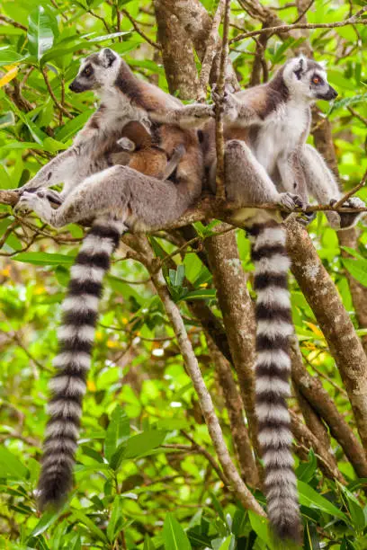 Family of Lemurs Catta (Maki mococo) in their natural environment of Madagascar