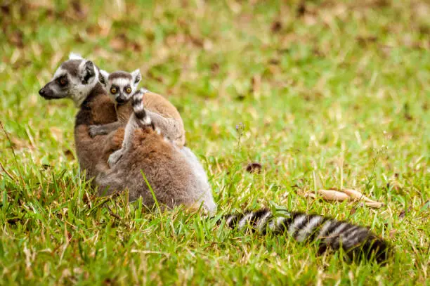 Mom and child Lemurs Catta (Maki mococo) in their natural envoronmant of Madagascar