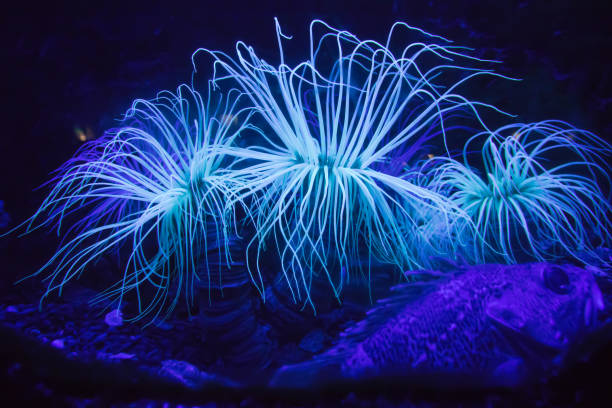 blue glowing seaweed alga underwater on black background