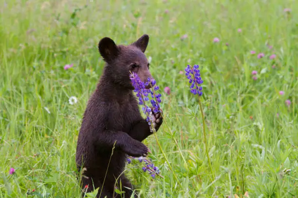 Photo of Black Bear Cub Smelling Wildflowers