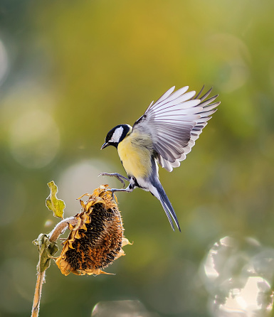 little bird flies to the flower of the sunflower seeds and eagerly bite