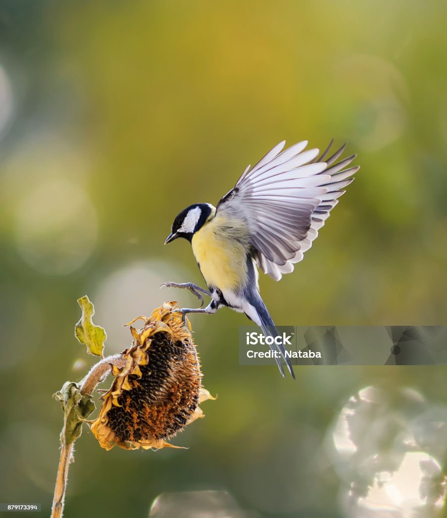 little bird flies to the flower of the sunflower seeds and eagerly bite Bird Stock Photo