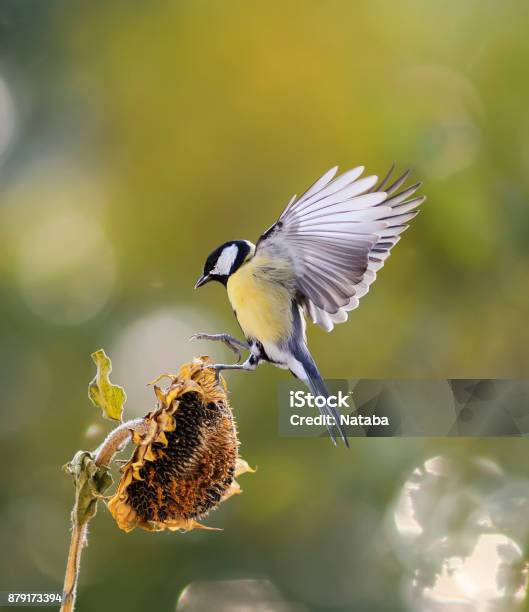 Little Bird Flies To The Flower Of The Sunflower Seeds And Eagerly Bite Stock Photo - Download Image Now
