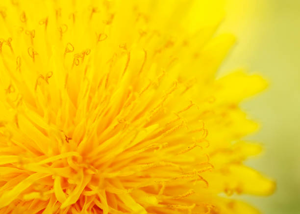 Blooming Dandelion