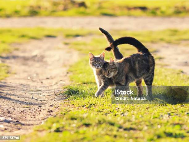 Pair Of Sweet Loving Cat Walking On The Bright Green Meadow In Sunny Spring Garden Stock Photo - Download Image Now