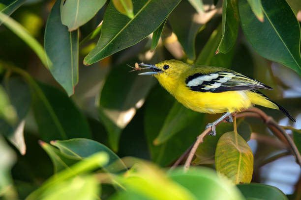 istock Beautiful common iora or Aegithina tiphia 879176452