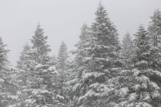 istock Christmas Fir Trees In Snow 879176638