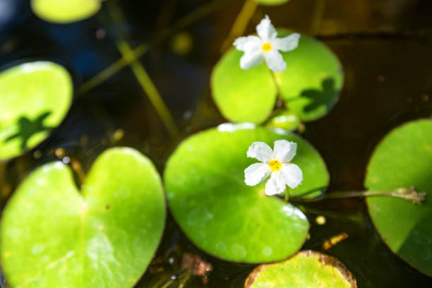istock Nymphoides hydrophylla or floatingheart 879176992