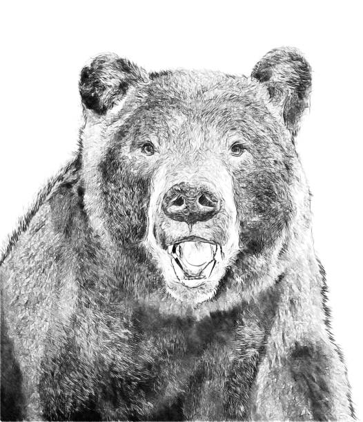 Bear on red background. Illustration in draw, sketch style