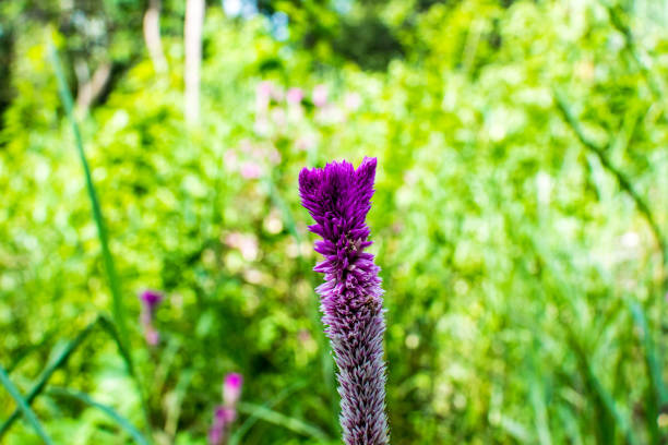Purple flowers are very beautiful bouquet.
